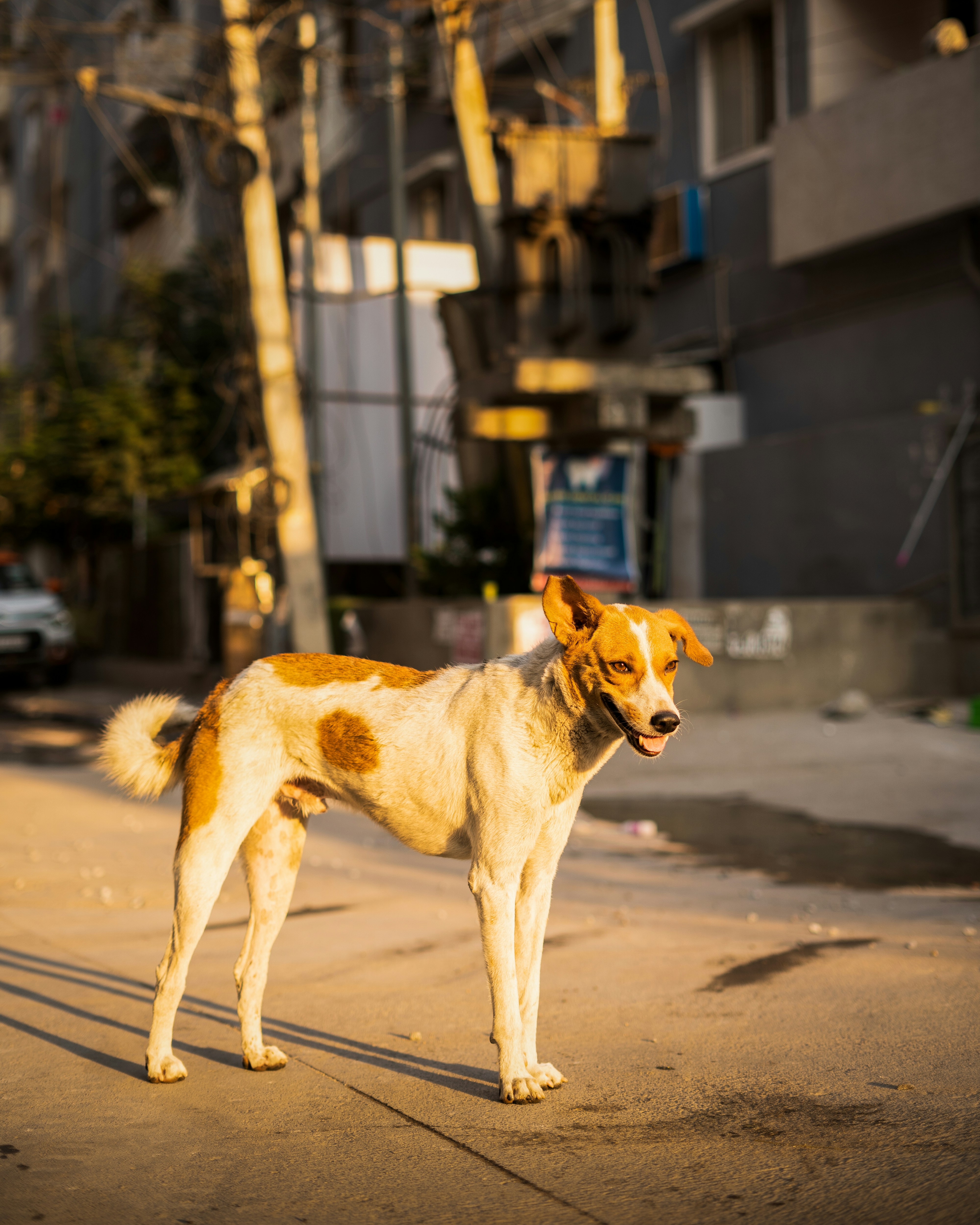Dog receiving treatment and care