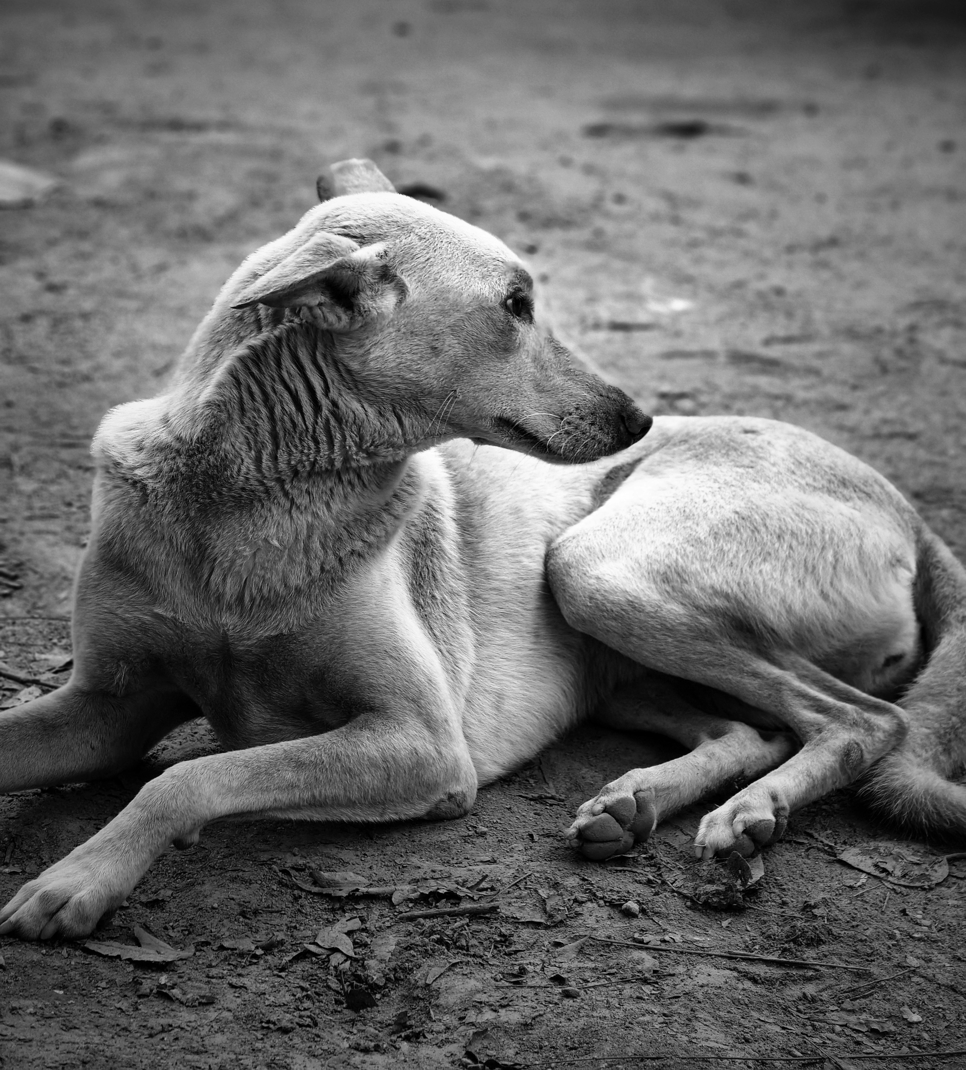Volunteer supporting an animal in recovery