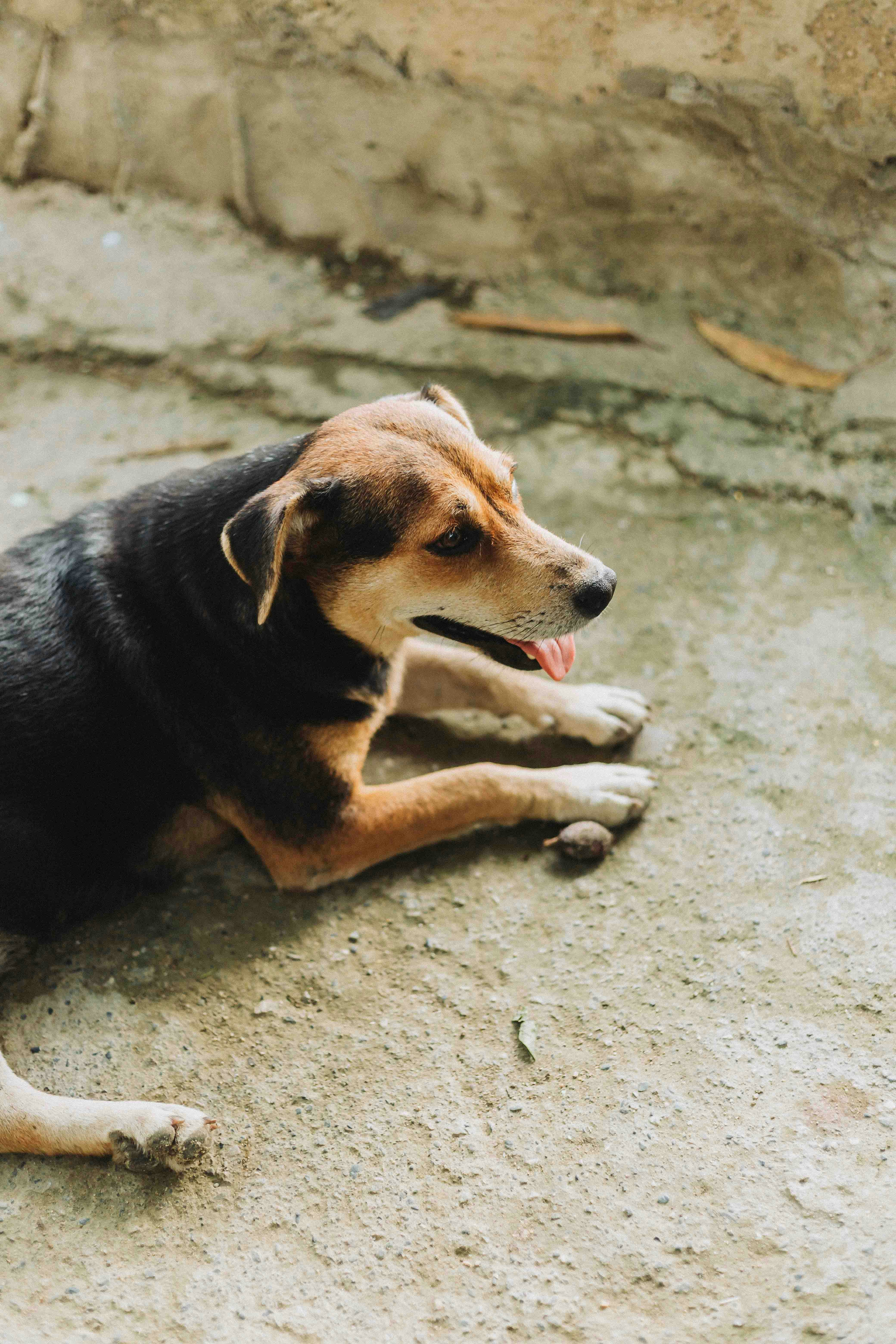 Rescued dog outdoors after recovery