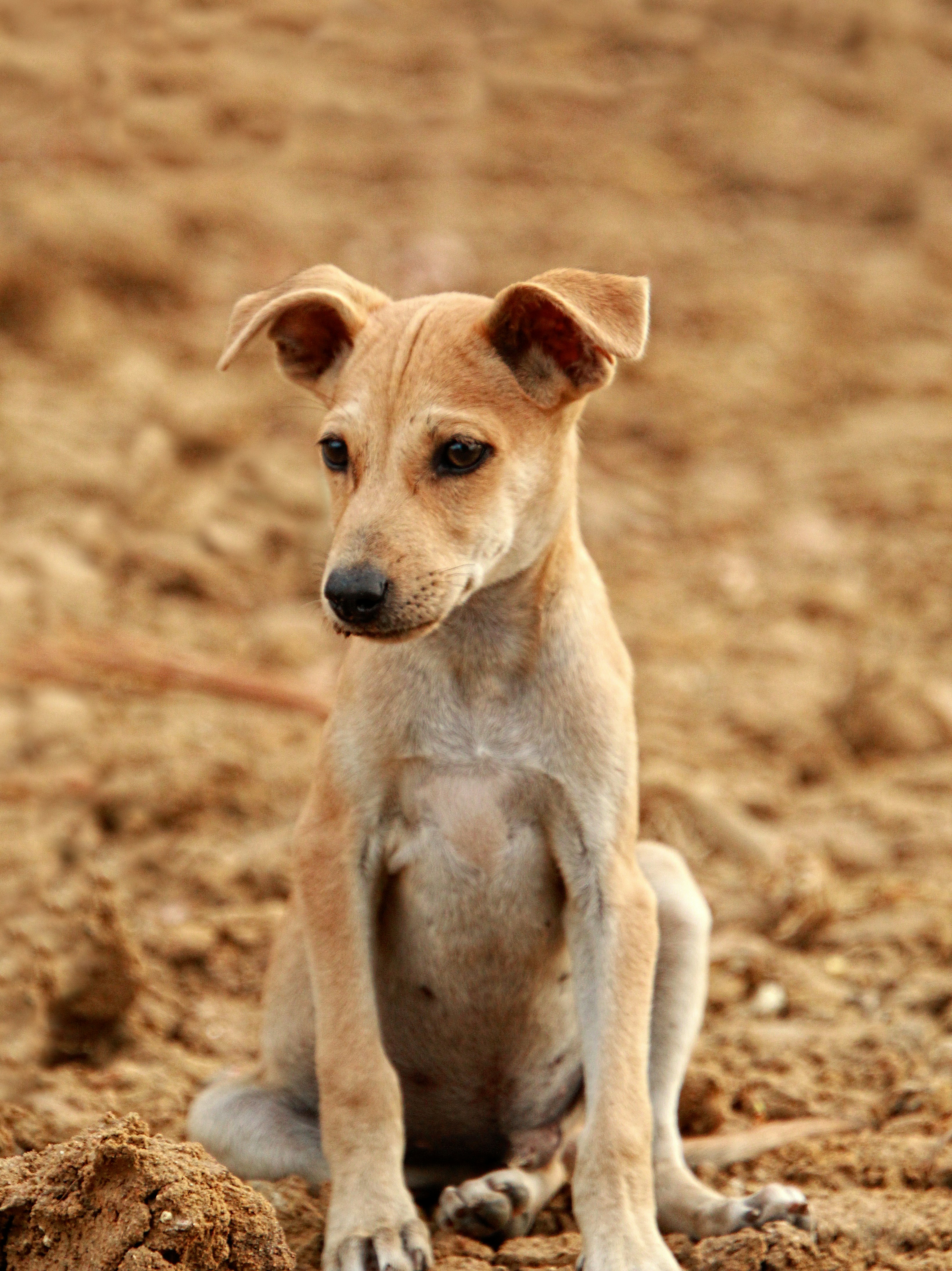 Animal care and shelter support